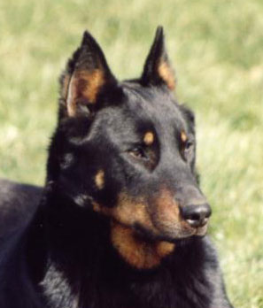 Publication : Des alexines Auteur : Elevage des Alexines