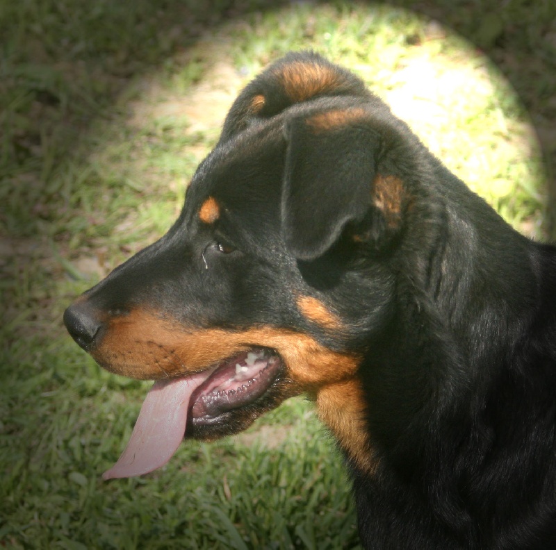 Ep toi la bas Des alexines - Très Prometteur.2ème Classe Baby Femelle.
