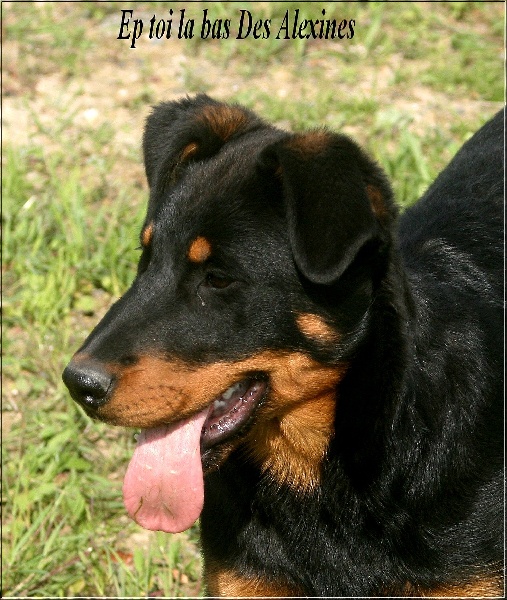 Ep toi la bas Des alexines - Exc.Morphologie / Tb. Caractère. Confirmation.