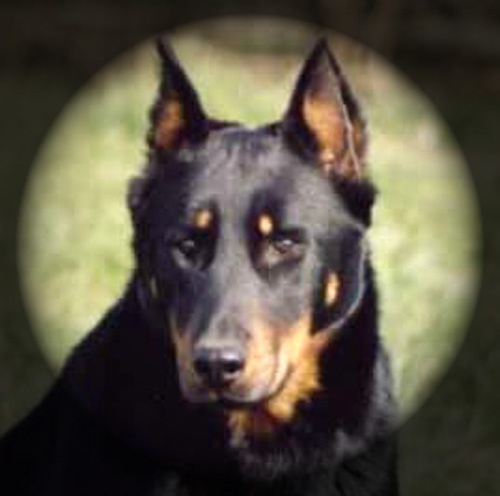 Uriane Des alexines - TRES PROMETTEUR.CLASSE PUPPY FEMELLE.