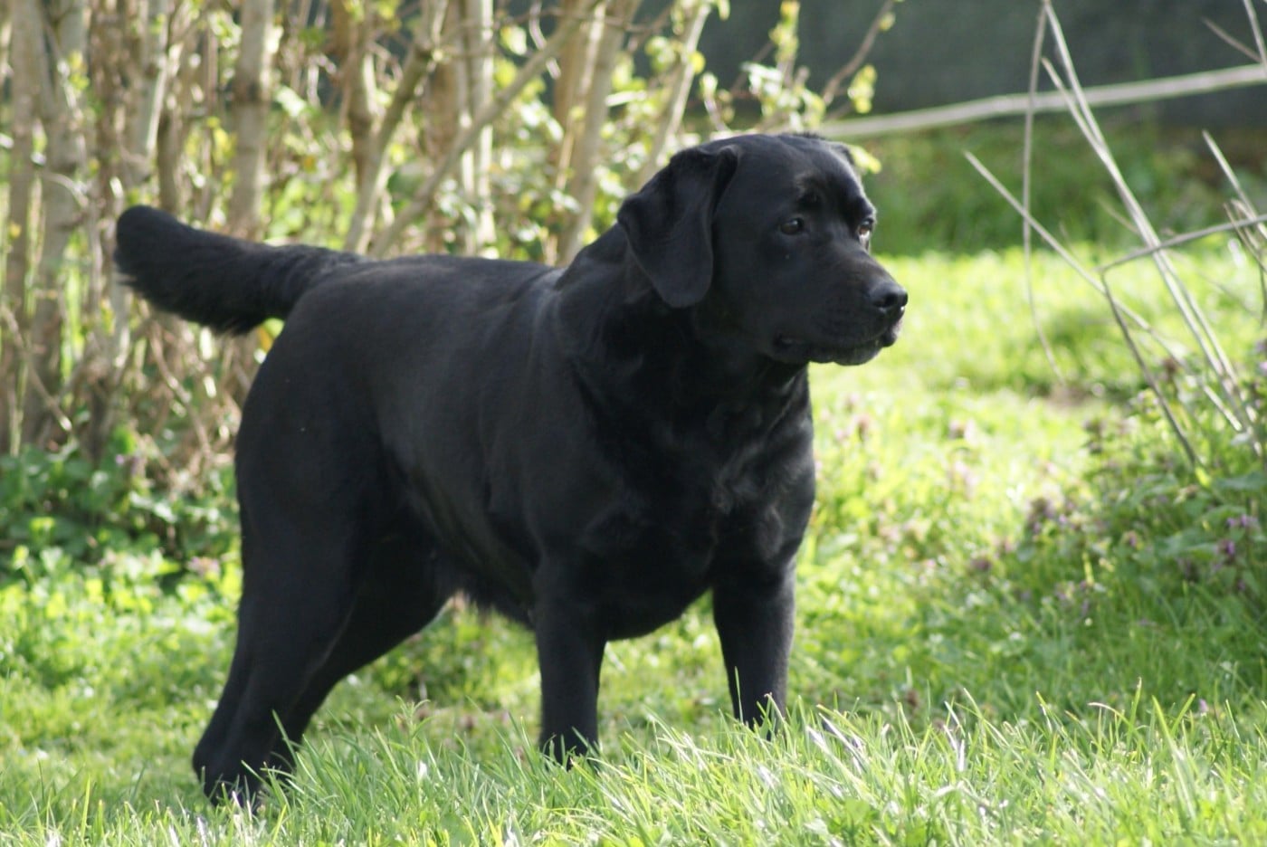 Sassenach des Ganches de la Loire