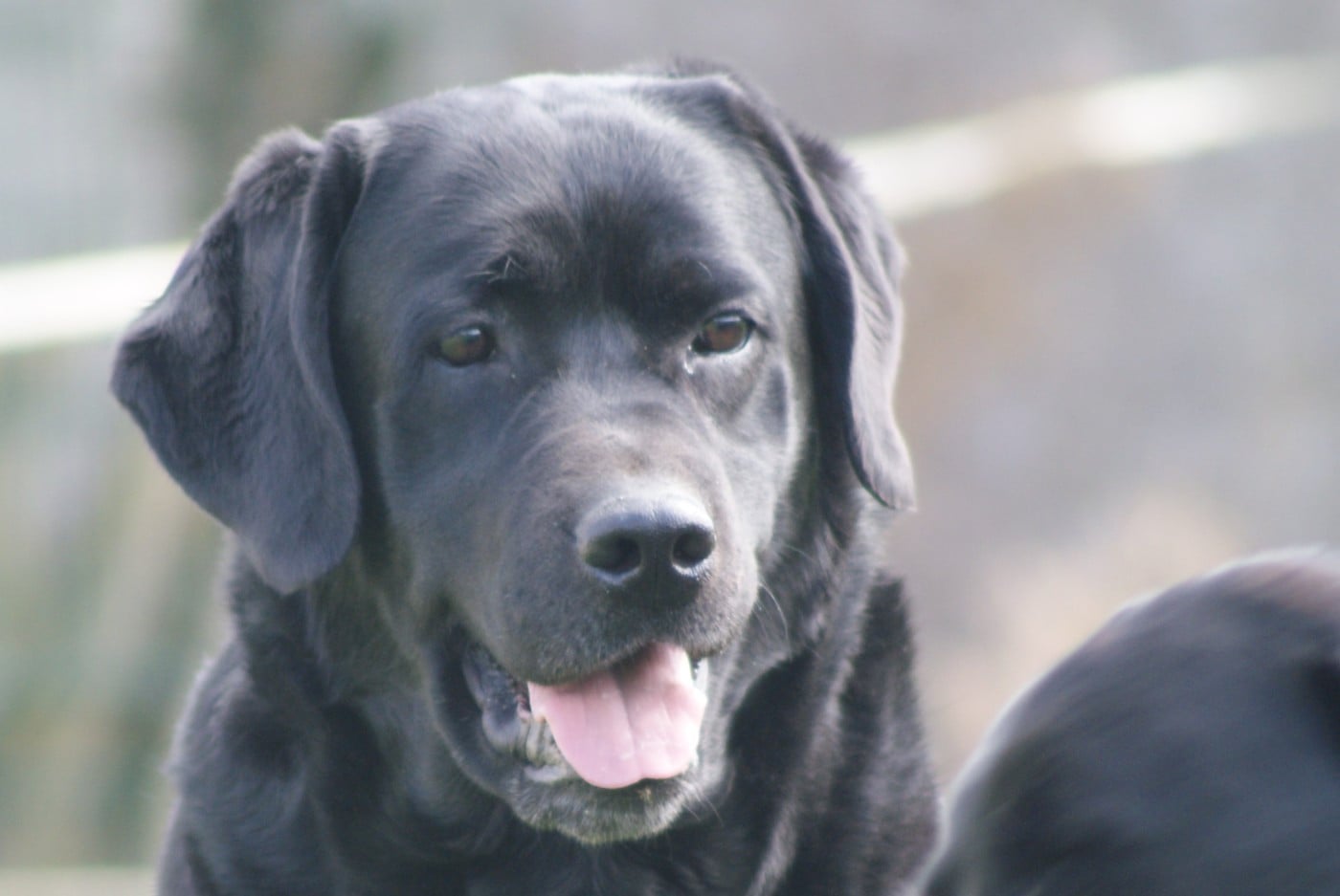 Sassenach des Ganches de la Loire