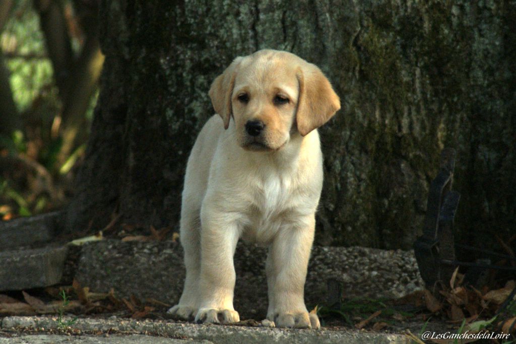 CHIOT