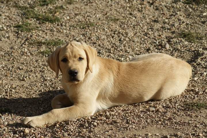 CHIOT