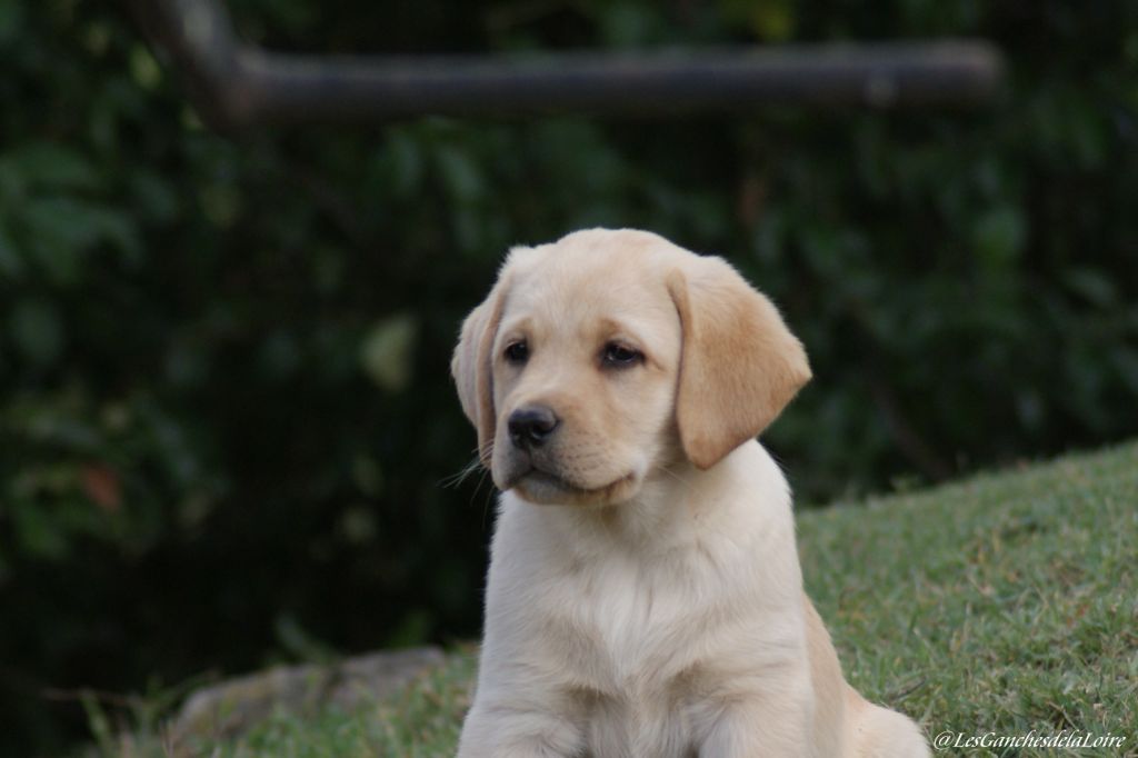 CHIOT
