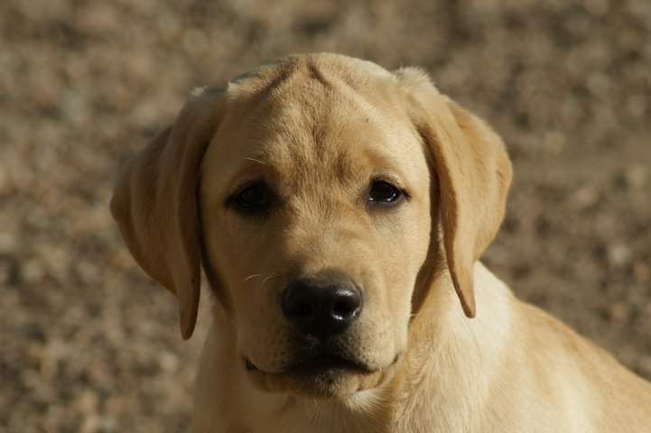CHIOT