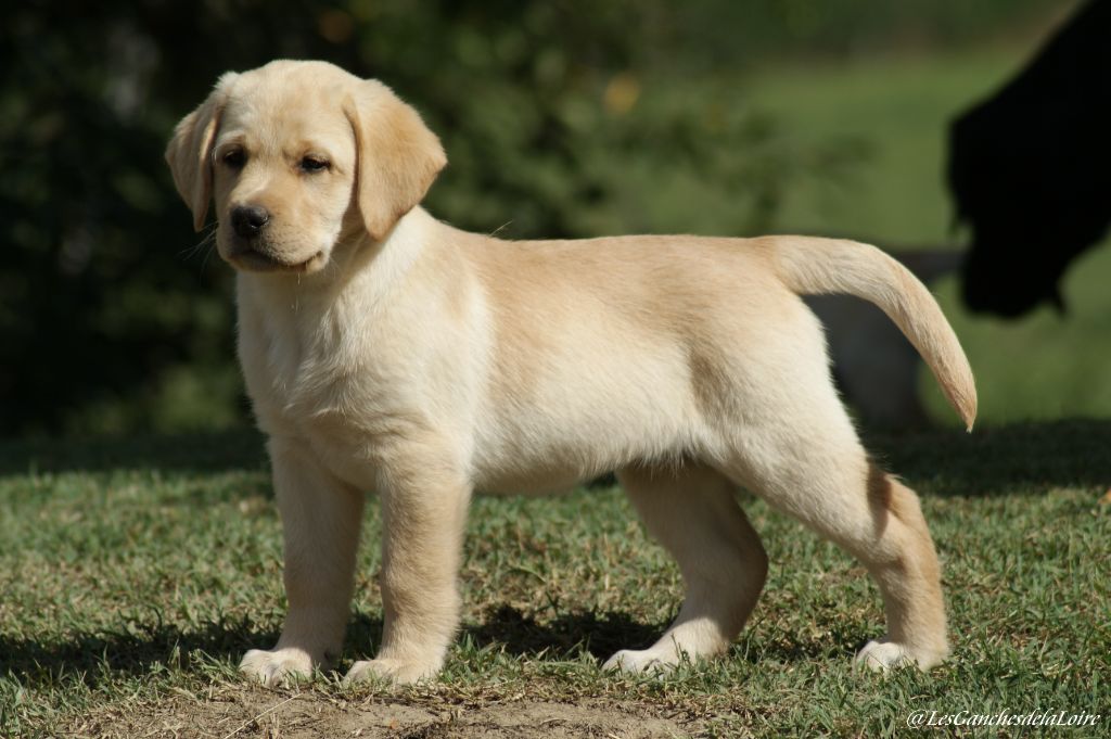 CHIOT