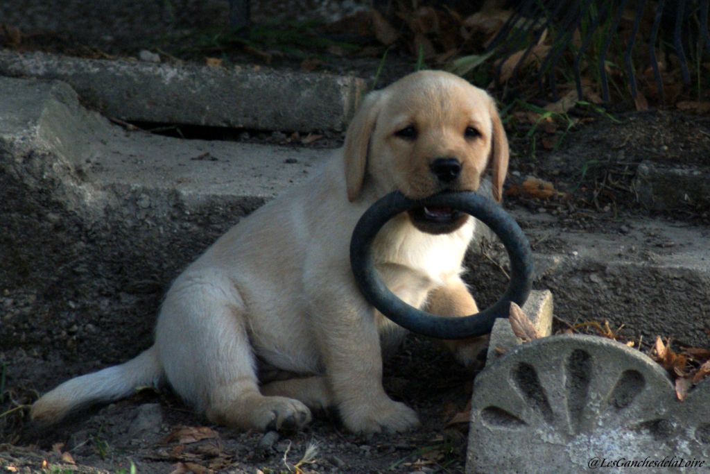 CHIOT