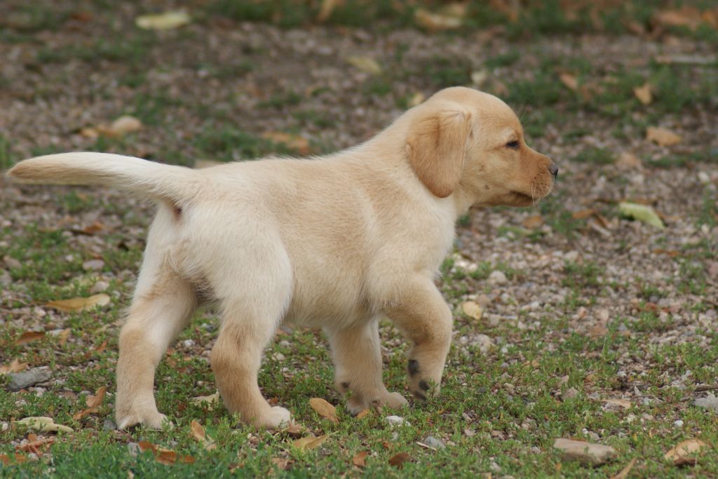CHIOT