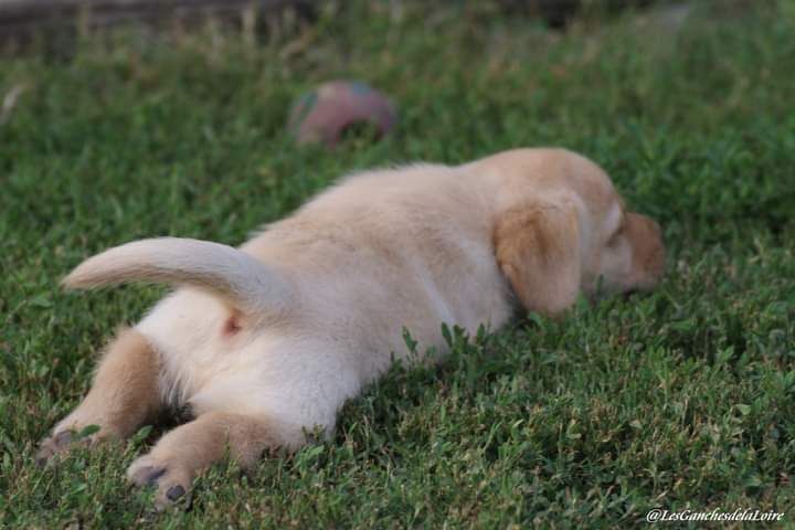 CHIOT