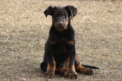 Les chiots de Berger de Beauce