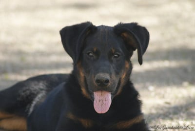Les chiots de Berger de Beauce