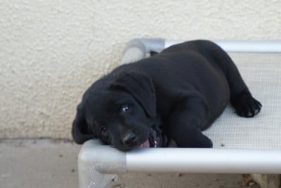 Les chiots de Labrador Retriever