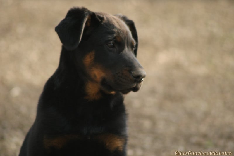Berger de Beauce - des Ganches de la Loire