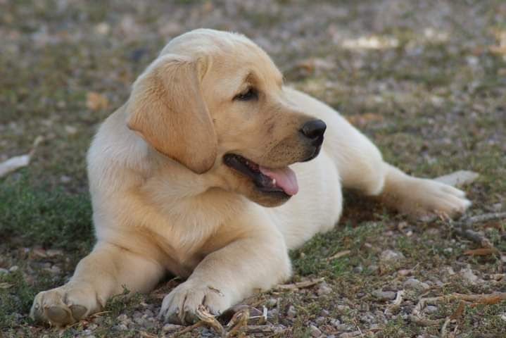 CHIOT