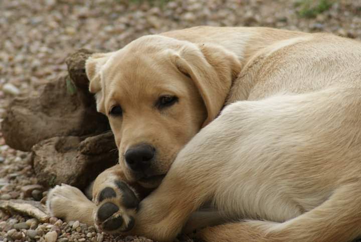 CHIOT