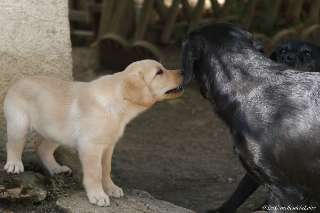 CHIOT