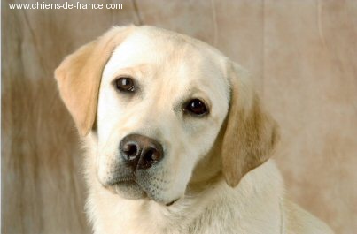 Abricot des Ganches de la Loire - Meilleure Puppy de l'exposition du samedi
