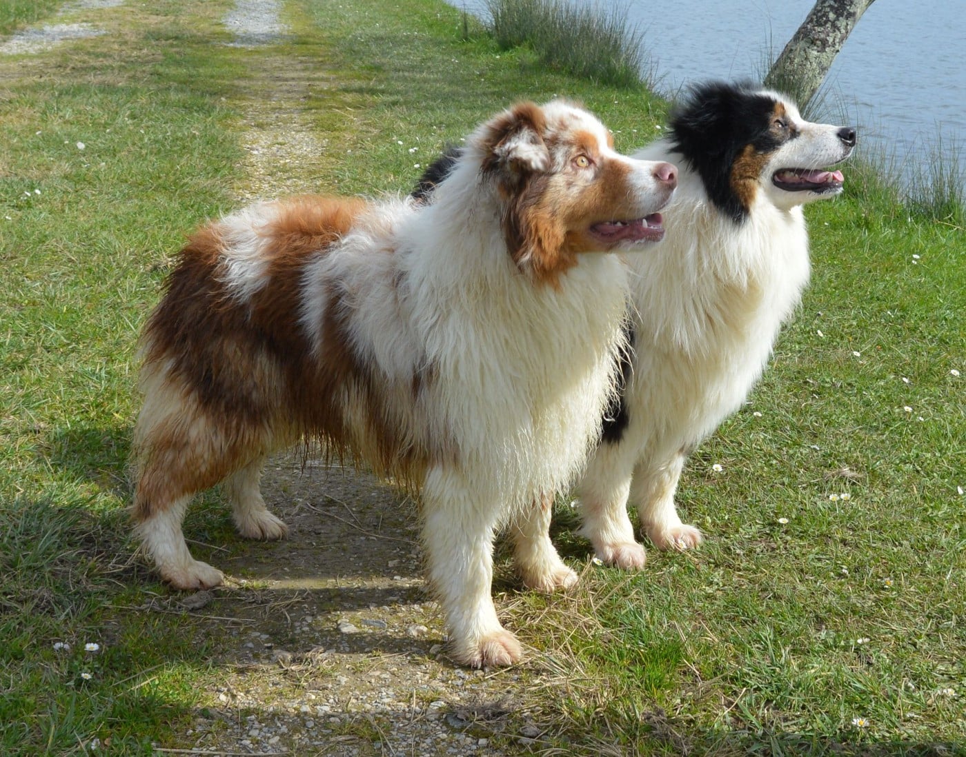 A Minor Groove du Duncallipsy