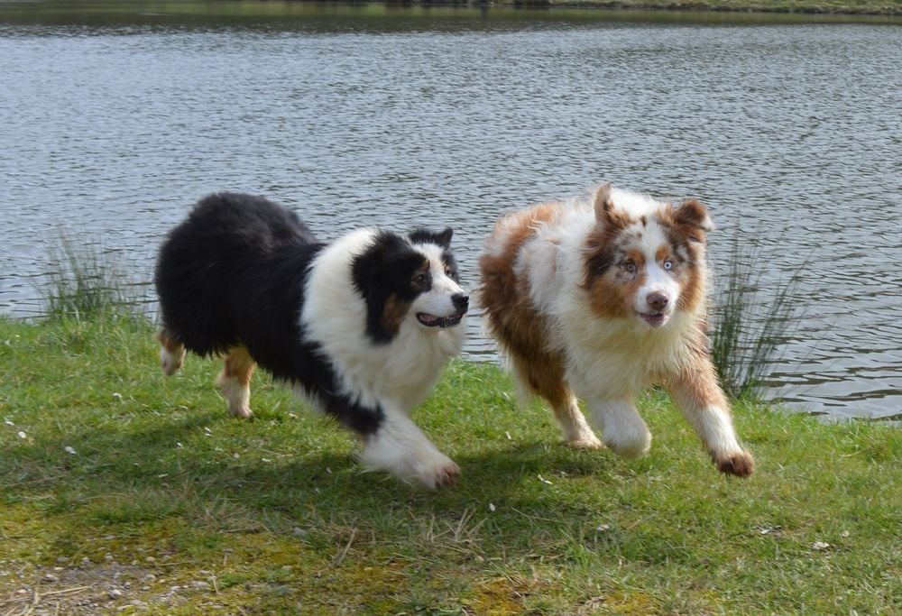 A Minor Groove du Duncallipsy