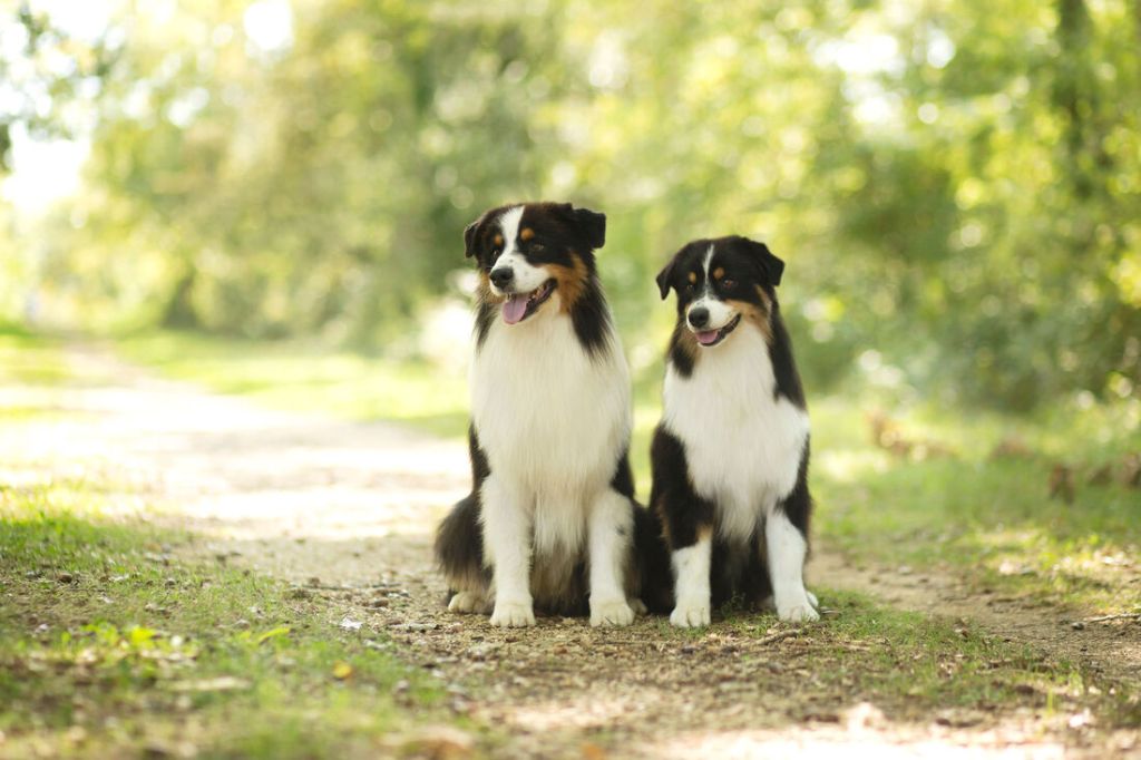 Publication : du Chemin de la Lune aux Reves Auteur : Margot Guillet