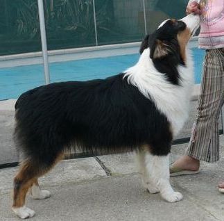 Dyvia black du Chemin de la Lune aux Reves