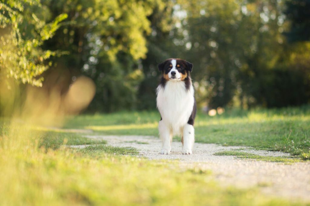 Publication : du Chemin de la Lune aux Reves Auteur : Margot Guillet