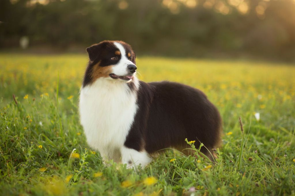 Publication : du Chemin de la Lune aux Reves Auteur : Margot Guillet