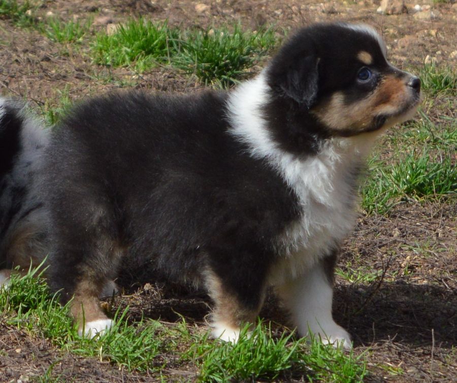 Femelle Noir Tricolore 1