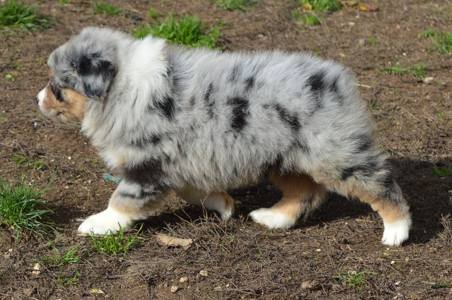 Femelle Bleu merle 1