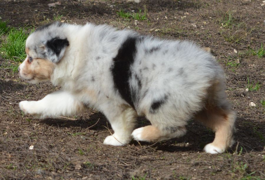 Femelle Bleu Merle 2