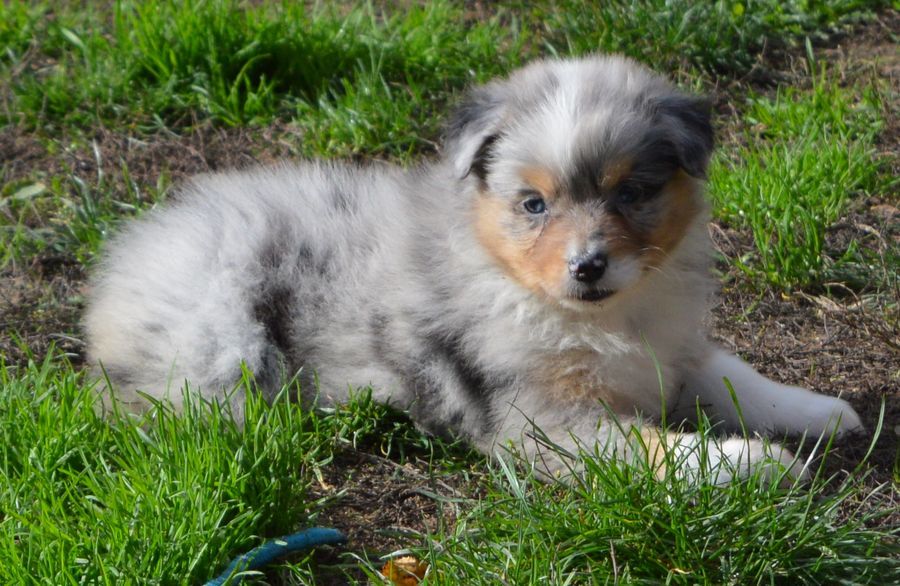 Femelle Bleu Merle 4