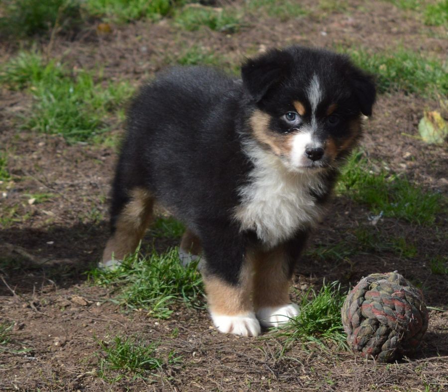 Femelle Noir Tricolore 2