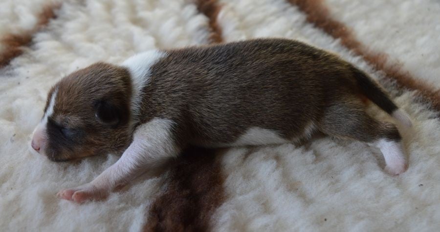 Femelle Fauve et Blanc