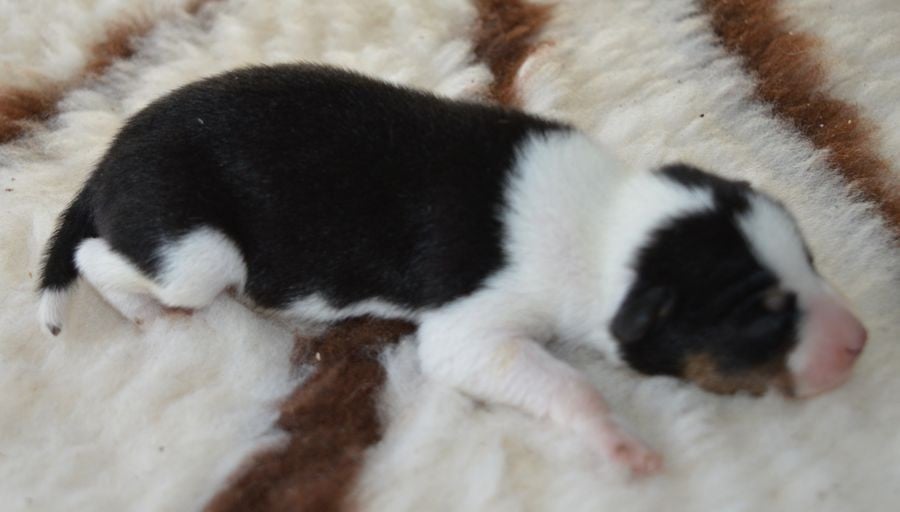 Femelle Noir Tricolore 1