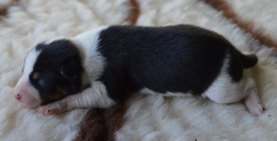 Femelle Noir Tricolore 1