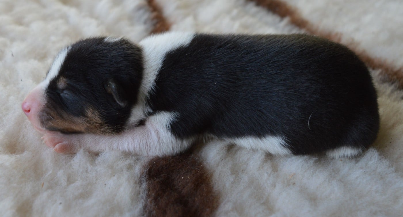 Femelle Noir Tricolore 2