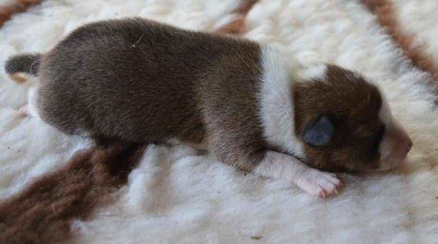 Male Fauve et Blanc 1