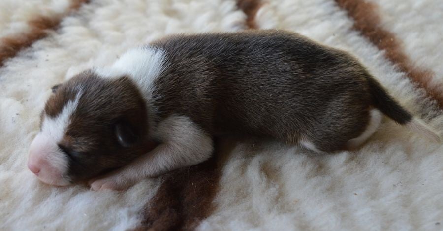 Male Fauve et Blanc 1