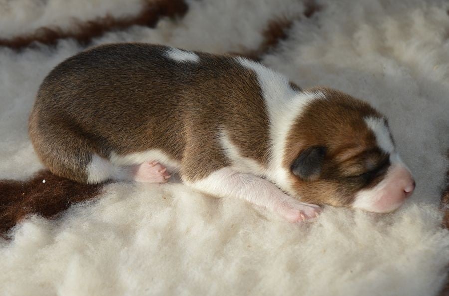 Femelle Fauve et Blanc 1