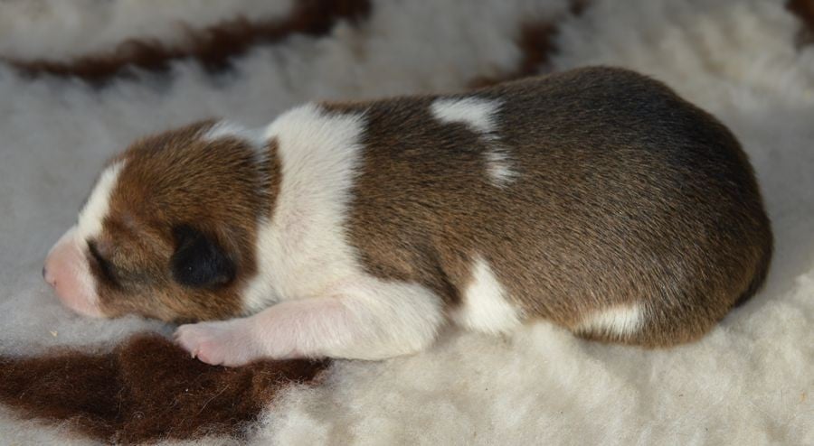 Femelle Fauve et Blanc 1