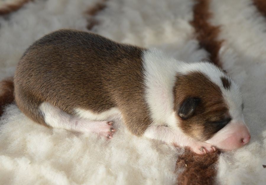 Femelle Fauve et Blanc 2