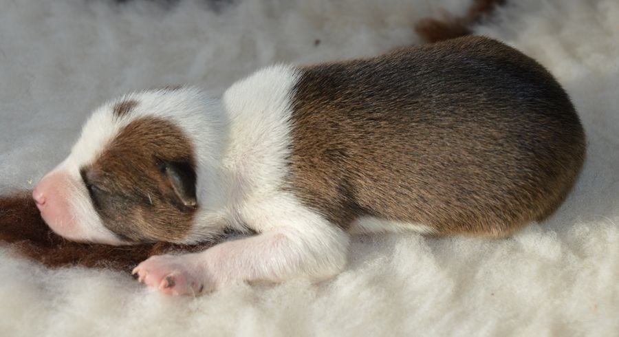 Femelle Fauve et Blanc 2