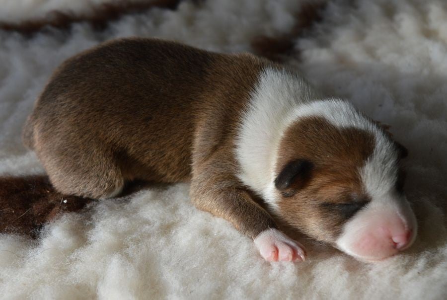 Femelle Fauve et Blanc 3