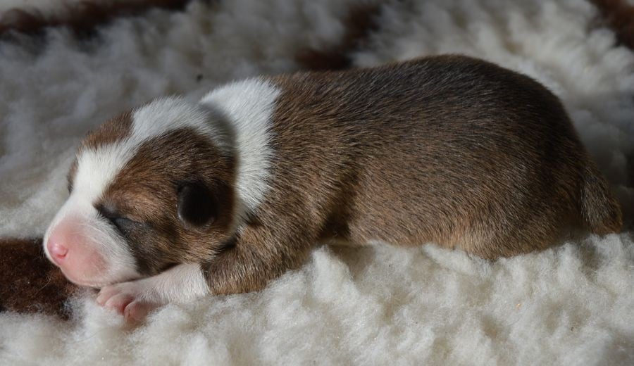 Femelle Fauve et Blanc 3