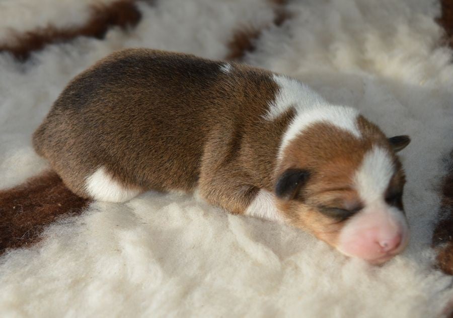 Femelle Fauve et Blanc 4