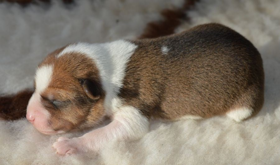 Femelle Fauve et Blanc 4