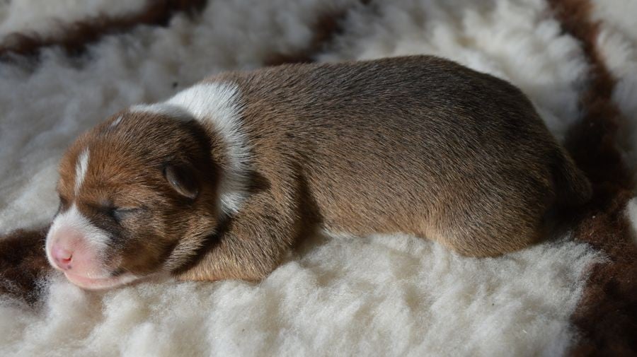 Femelle Fauve et Blanc 5