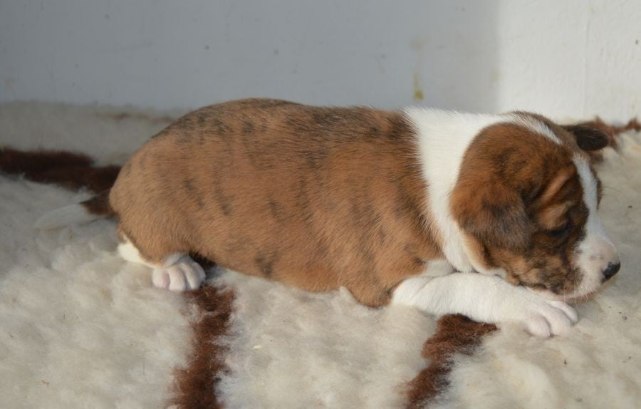 Femelle Bringé : AMOR DE BAMBINA