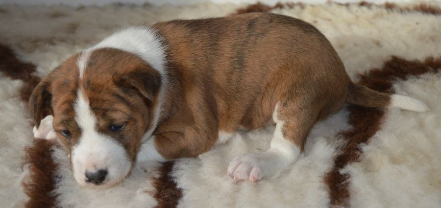 Femelle Bringé : AMOR DE BAMBINA